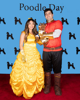 Toy Poodle: #118 Rubi Rose with Lisa Nguyen