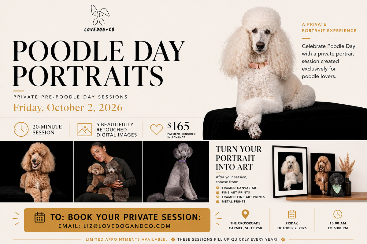 Poodle Day private photo sessions