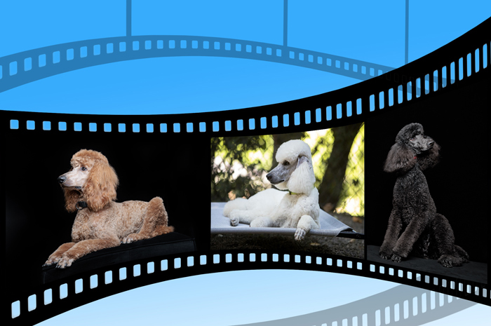 Poodle Day, Carmel, California